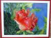 rosa su forex by  C B Design