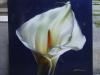 calla by  C B Design