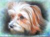 dog by  C B Design