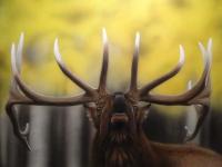 Elk by Drew Miller