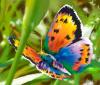 Farfalla by Enrico Manini