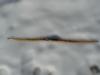 Wooden longbow by  Ewo