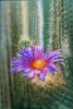 Cactus by Kazem Gharai