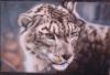 Snow Leopard by Len Cochra Starving St