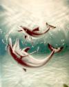 Dolphins by Truman&sbquo;&Auml;&ocirc;s Studio Airb