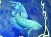 Fish on Tribal von Schneck B-S-F