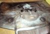 Skoda Car Hood After G. Mendez by Can Yucel