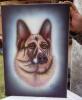 Alsatian by Can Yucel