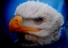 eagle by  Airsnake