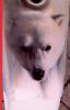orso polare di Fede Alby Design