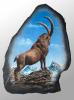 ibex de Herv?&copy; Baillifard
