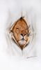 lion door Herv?&copy; Baillifard