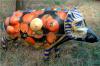 Art on pigs - Lueneburg by Christine Dumbsky
