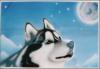 husky von Francesco  Ciscodesign