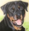 Rotweiller by  Frans