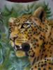 LEOPARDO3 by Maso Art