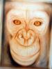chimp by Giorgio Uccellini