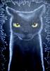 cat by  Giuliogol