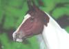 horse by  Giuliogol