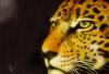 leopardo by  Gwydion