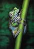 Rana tropicale by Ivan Bocchi