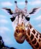 Giraffe by  Jaymeer