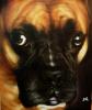 Kley..BOXER! di Joseba Carballal S