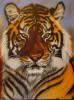 Shere Khan di Mark Welton