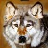 Timber wolf di Mark Welton