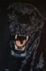 Beware the dark di Mark Welton
