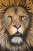 Barbary Lion di Mark Welton