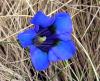 fiore by  Mauriart