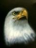 Eagle by  Menny68