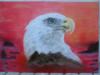 aquila by  Nimue