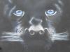 pantera nera by  Nimue