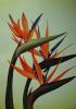 Birds of Paradise by  Novelloart