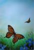 Butterflies by  Novelloart