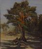 Pine, Finnish bay by  Olga Zinkov