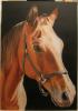 cavallo by Paolo Paoli