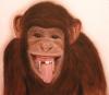 Monkey for Fernanda by Arthur Neto