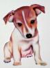 Jack Russell Terrier by Arthur Neto