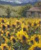 titolo : girasoli