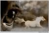 eye of the horse by Ralf R-Brush