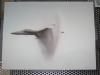 Mach 1 von Heinz Schock