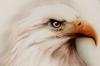 aquila by Sheila Pizzighello