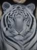 My 1st tiger by  Stiankr