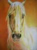 Porträt eines Camargue-pferd by  Uslan